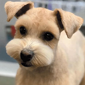 Doggie Dazzle mobile groomer caring for a dog