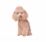 Curly Coats grooming icon
