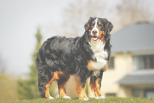 Double Coats grooming icon