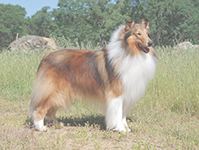 Long Coats grooming icon