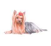 Silky Coats grooming icon