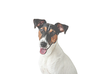 Smooth Coats grooming icon