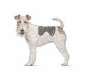 Wire Coats grooming icon