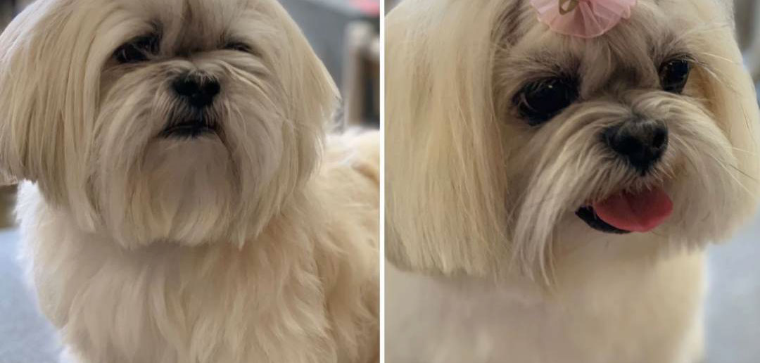 Freshly groomed dog by Doggie Dazzle Rolling Paw Spa