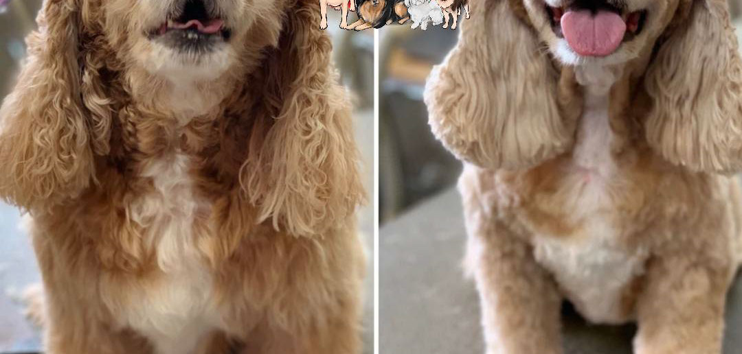A freshly groomed, happy dog after a mobile spa treatment