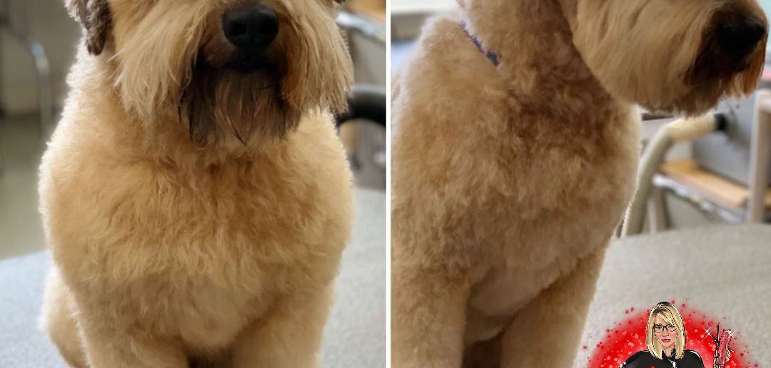 Freshly groomed dog by Doggie Dazzle Rolling Paw Spa