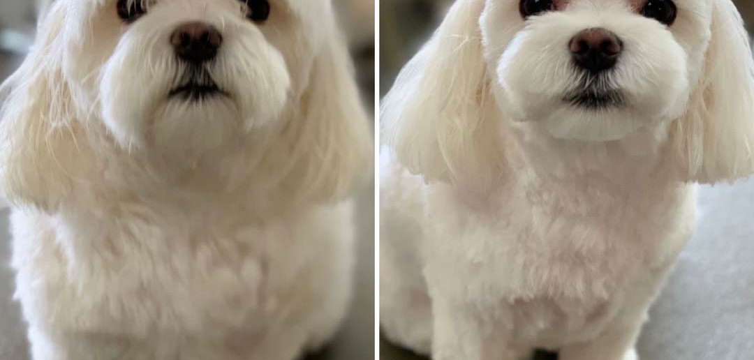 Dog groomed by Doggie Dazzle Rolling Paw Spa, photo 4