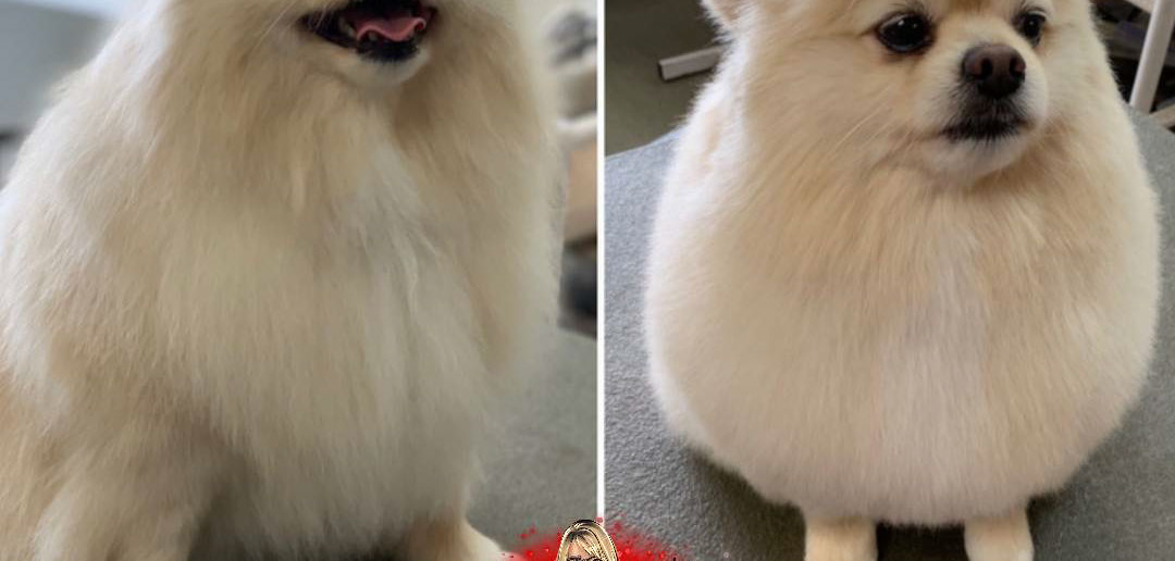 Freshly groomed dog by Doggie Dazzle Rolling Paw Spa