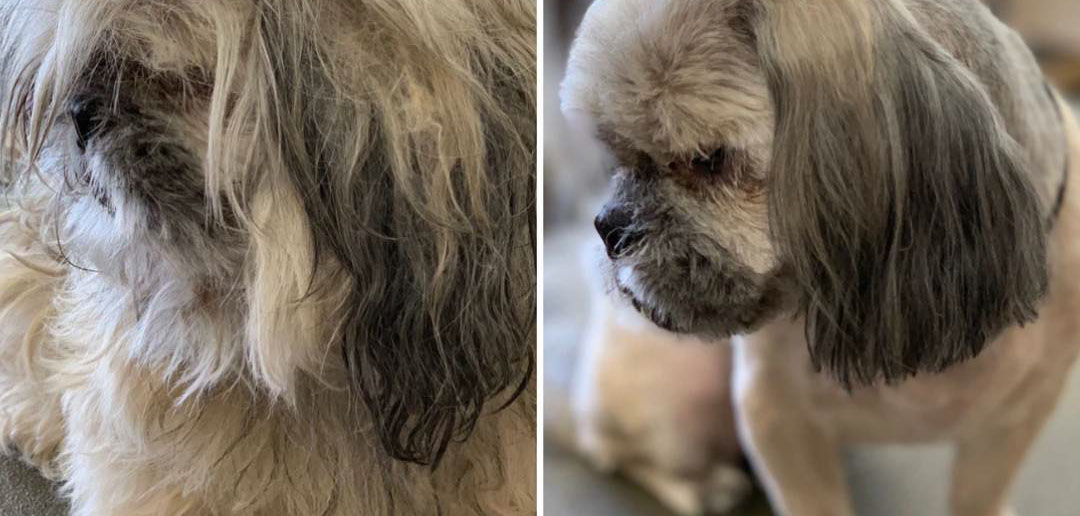 Close-up of a pampered dog at the spa