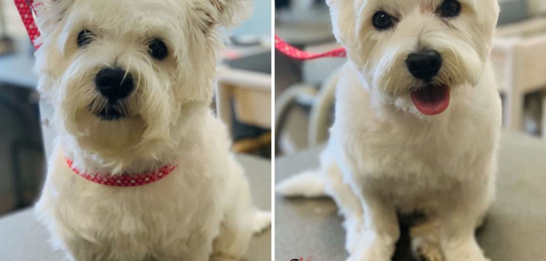 Dog groomed by Doggie Dazzle Rolling Paw Spa, photo 7