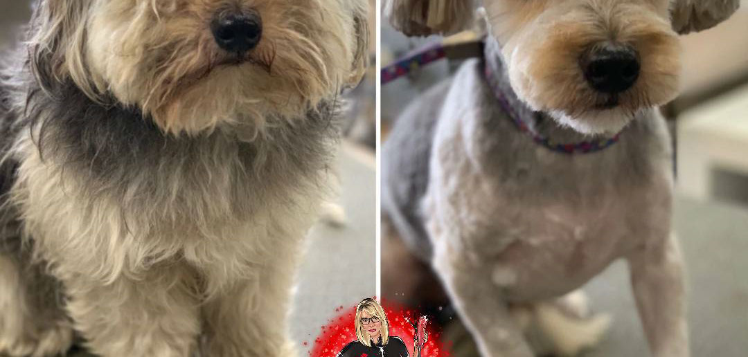 Freshly groomed dog by Doggie Dazzle Rolling Paw Spa