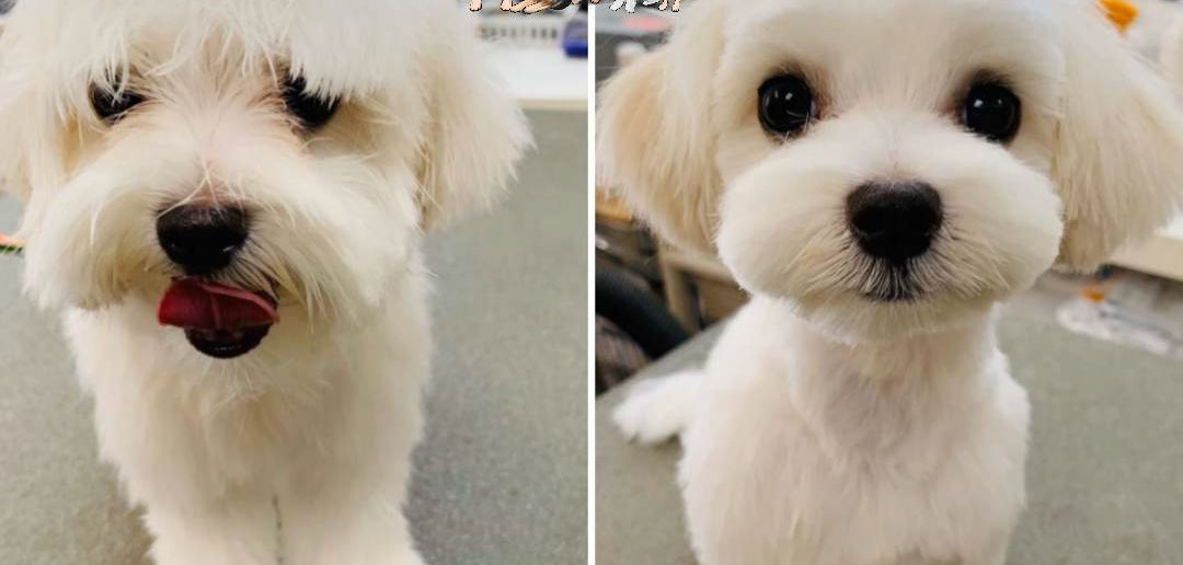 Dog groomed by Doggie Dazzle Rolling Paw Spa, photo 9