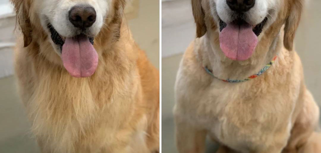 Freshly groomed dog by Doggie Dazzle Rolling Paw Spa