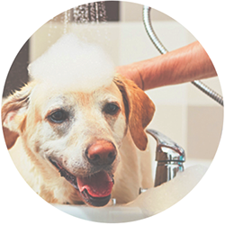 Bath and spa treatment for dogs