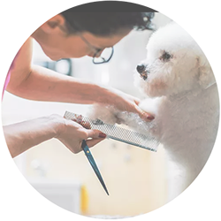 Bath, spa and breed-specific haircut for dogs